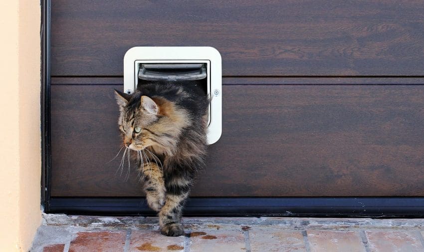 Looking for a cat flap but have no idea where to start? Check out our complete guide- including recommendations and even some tips on finding a cat flap fitter!