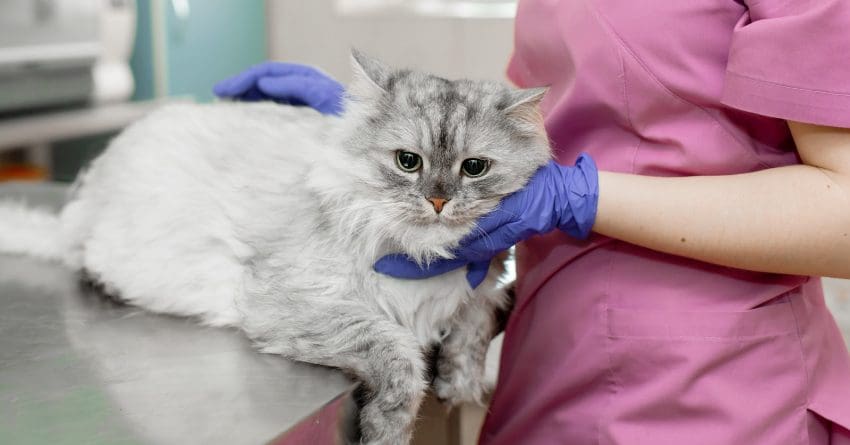 What do you do when your cat is dying? How do you cope or help your other cats? Read on for answers to these tough questions and more.