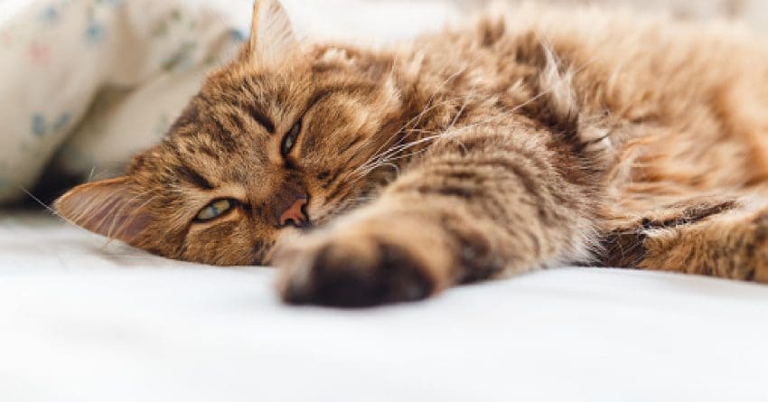 What do you do when your cat is dying? How do you cope or help your other cats? Read on for answers to these tough questions and more.