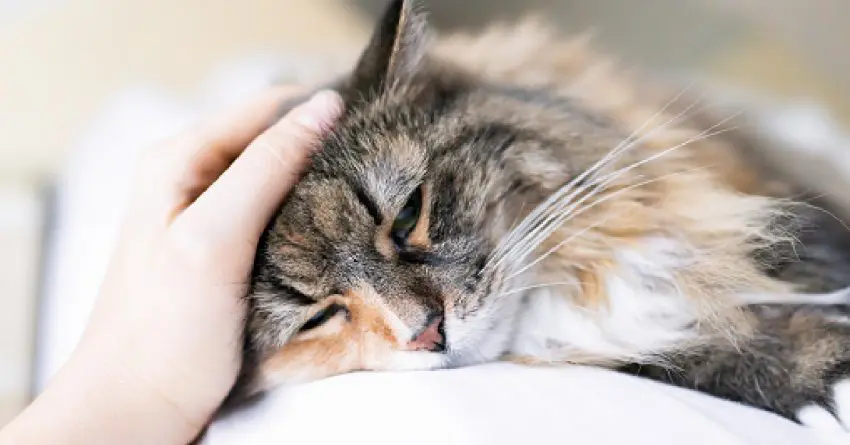 What do you do when your cat is dying? How do you cope or help your other cats? Read on for answers to these tough questions and more.