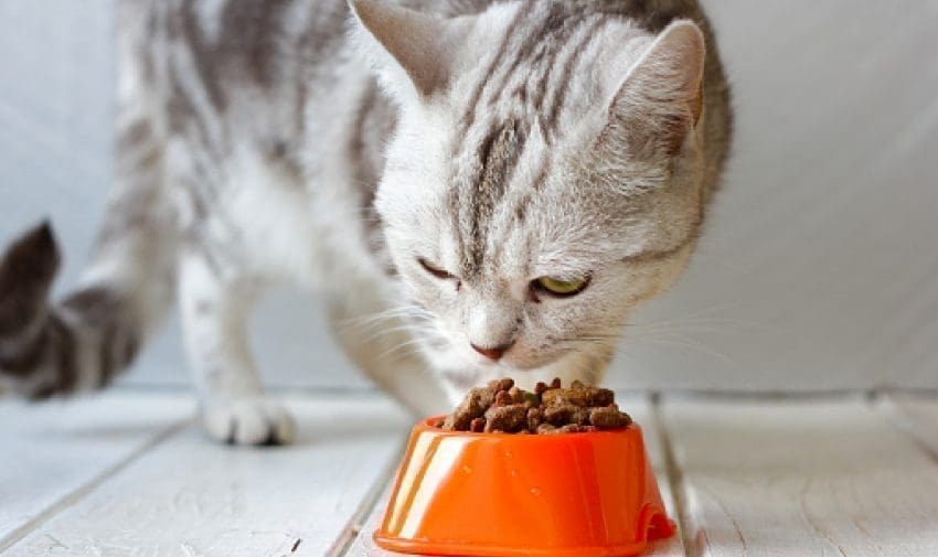 How can you tell if your cat is spoiled? Check out the top 7 signs! Plus, read 8 proven tips for dealing with a coddled kitty!