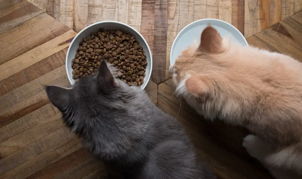 9 Superb Tips on How To Get Cats To Get Along