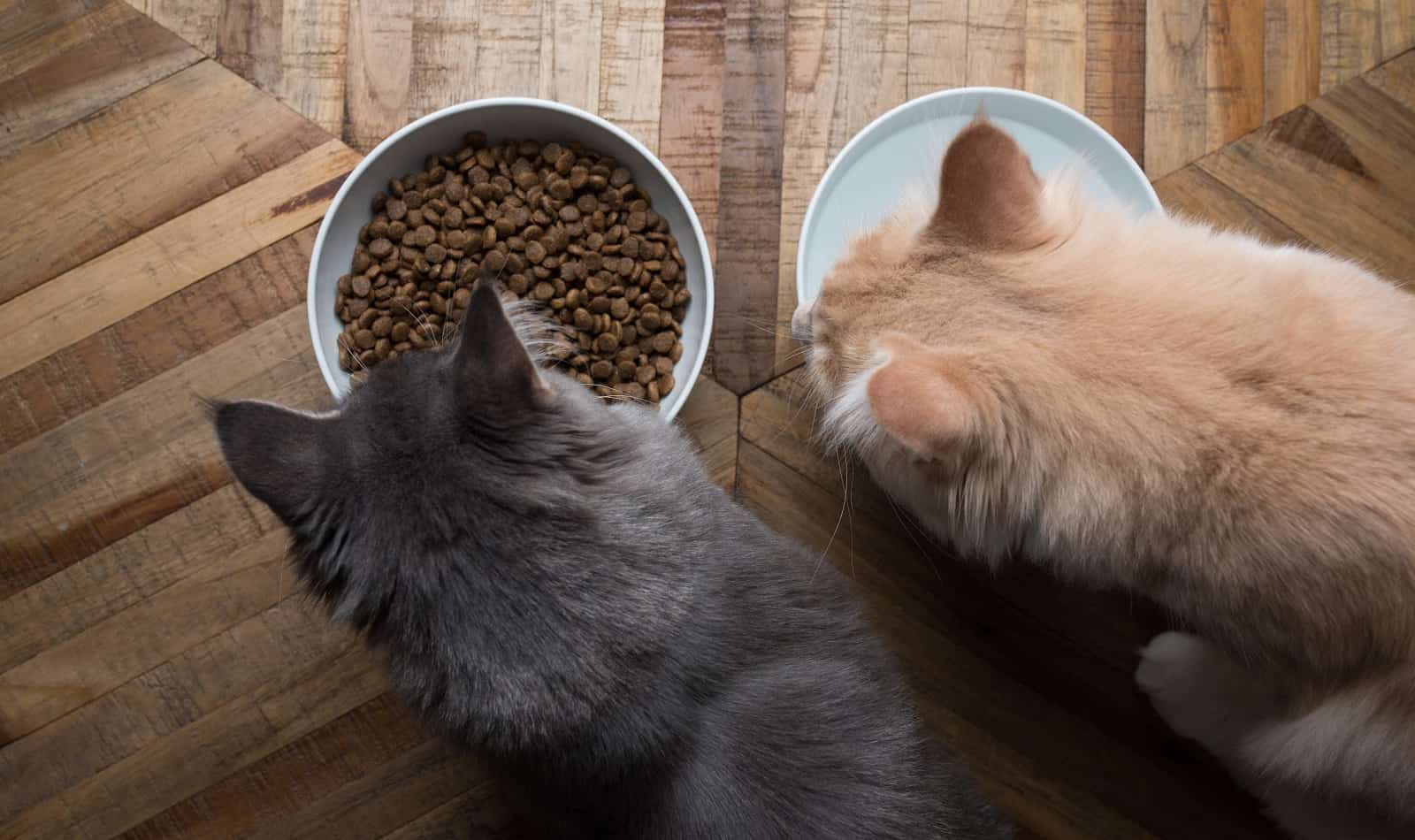 Need to know how to set up your house for two cats or more? Read on for our complete guide, including apartment tips!