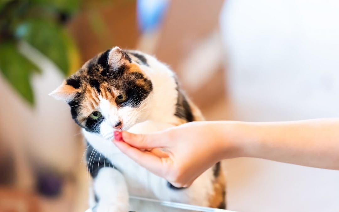 12 Outrageous Tips on How to Spoil Your Cat