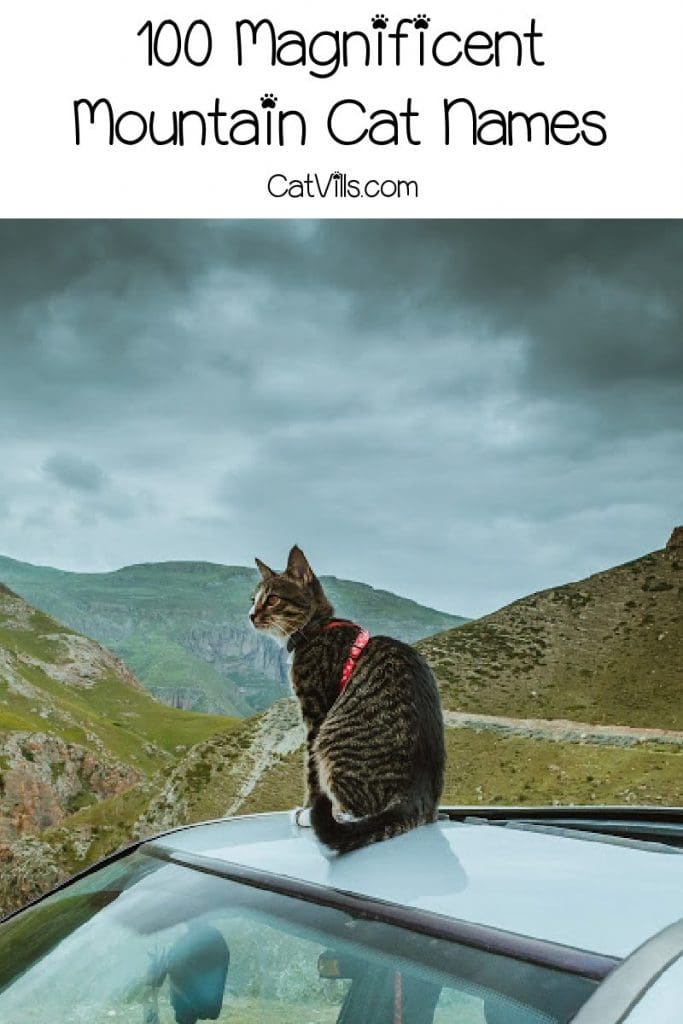 If you're looking for a cool list of mountain cat names for your new kitten, then this is the place to be! Check out 100 ideas that we adore!