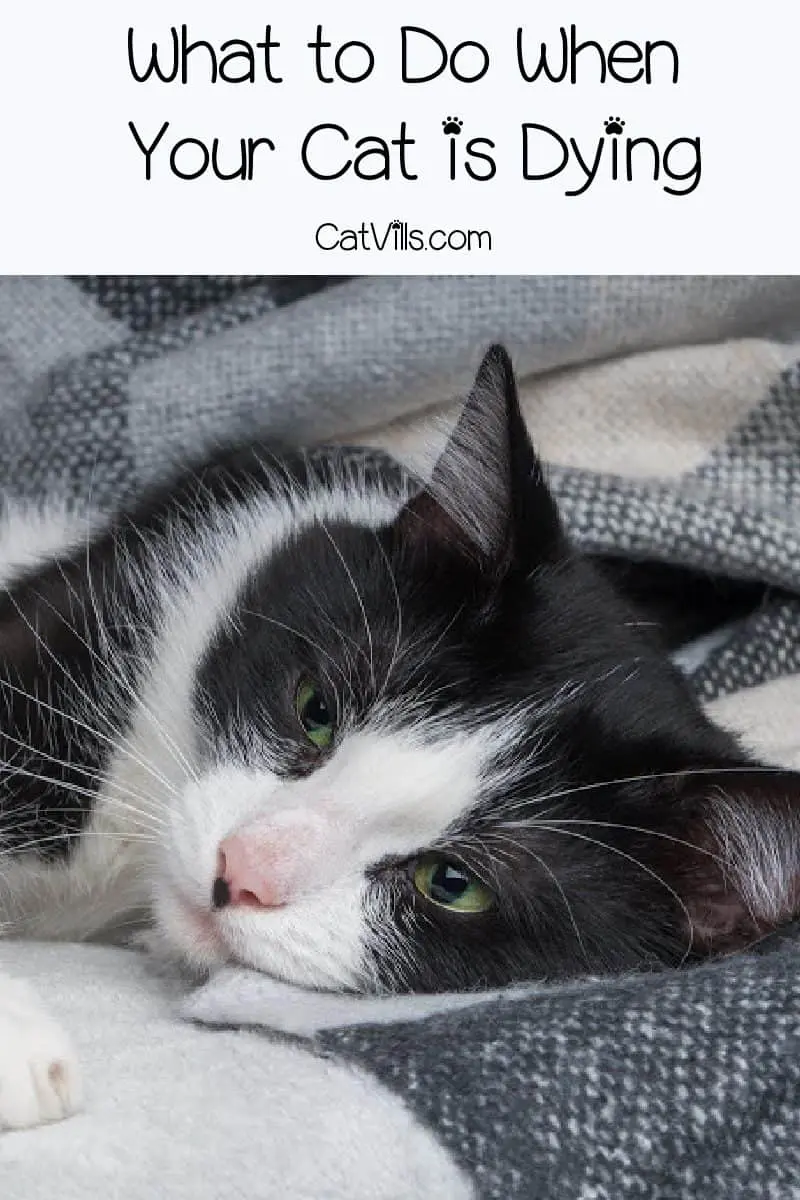 What do you do when your cat is dying? How do you cope or help your other cats? Read on for answers to these tough questions and more.