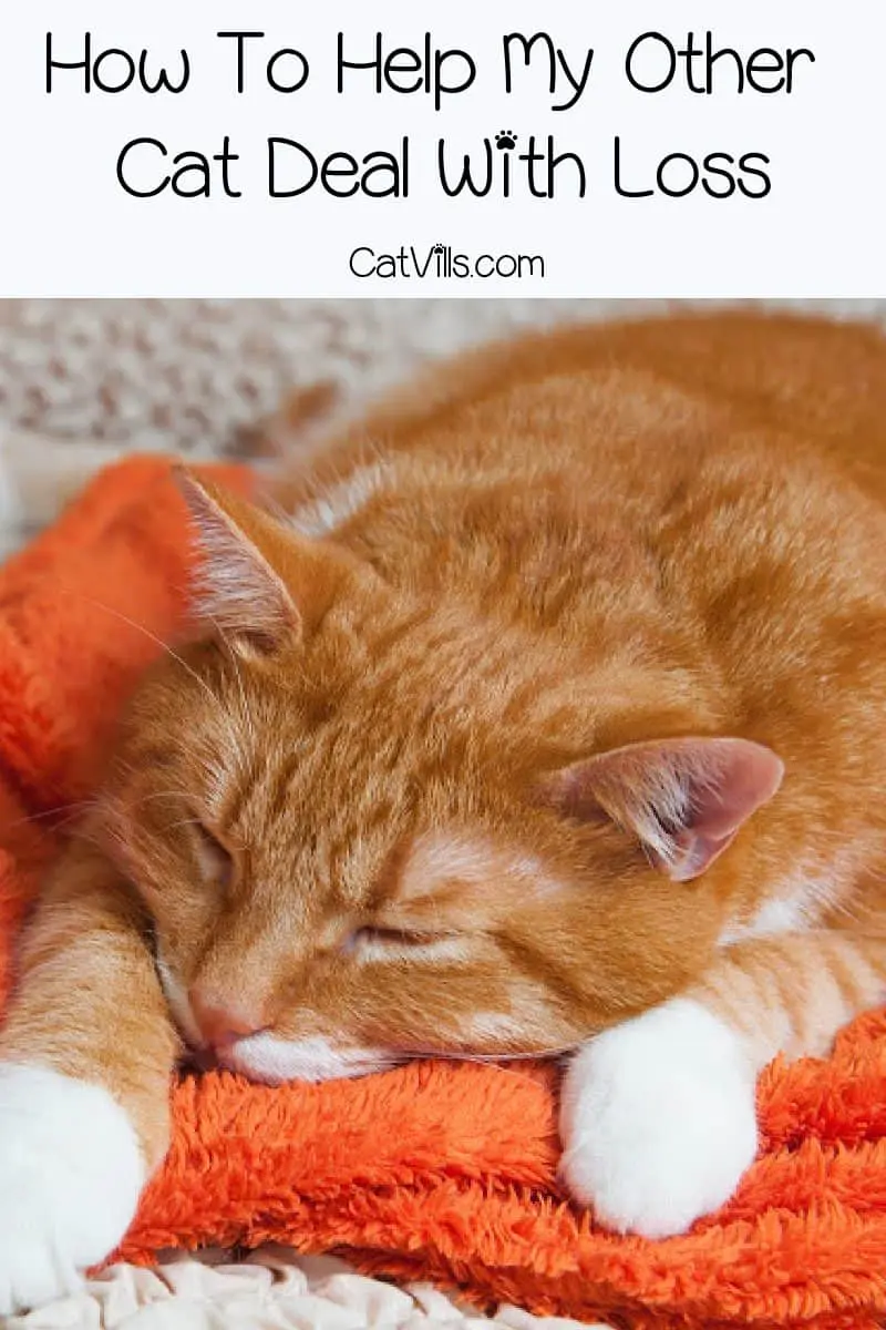 What do you do when your cat is dying? How do you cope or help your other cats? Read on for answers to these tough questions and more.