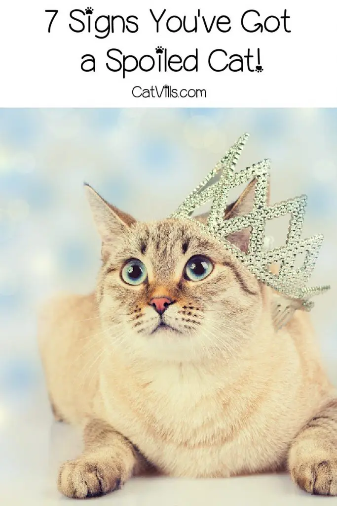 How can you tell if your cat is spoiled? Check out the top 7 signs! Plus, read 8 proven tips for dealing with a coddled kitty!