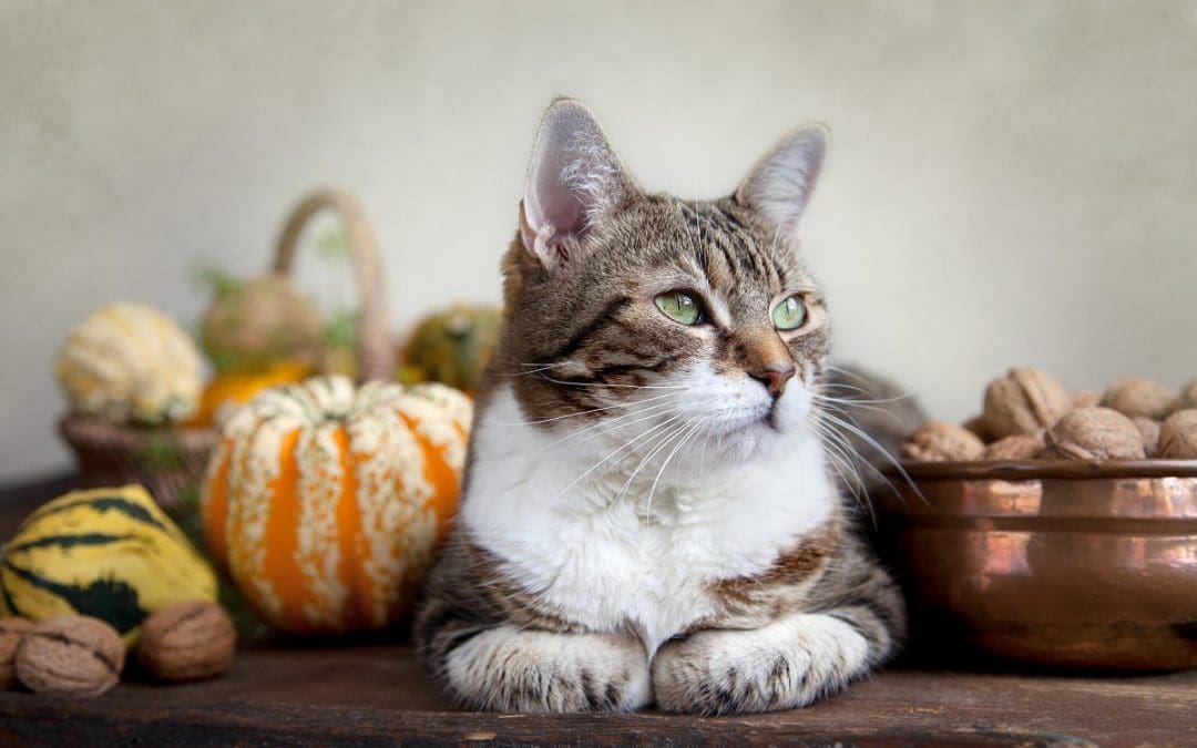 7 Yummy Thanksgiving & Christmas Cat Treat Recipes to Make
