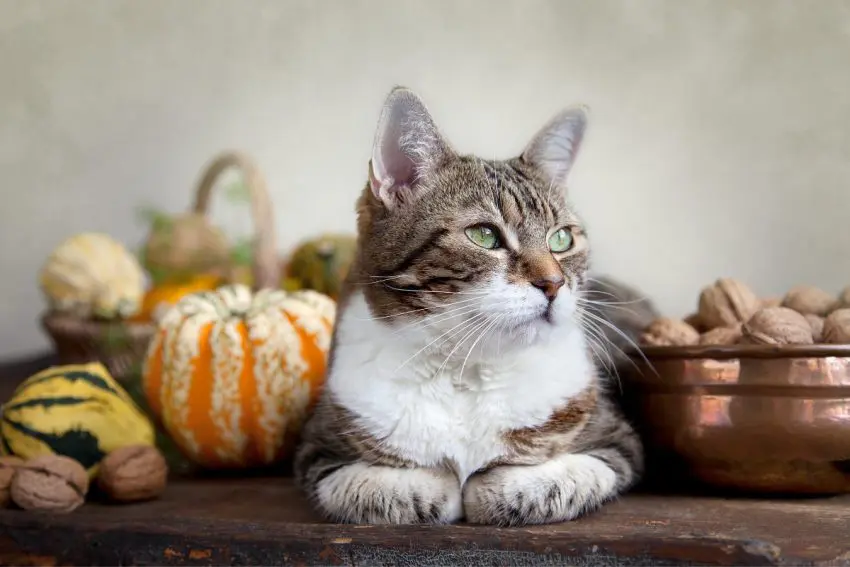 Looking for some great cat Thanksgiving and Christmas cat treat recipes? We’ve got you covered! Check out 7 ideas that are perfect for the holidays (or any other time of the year)!