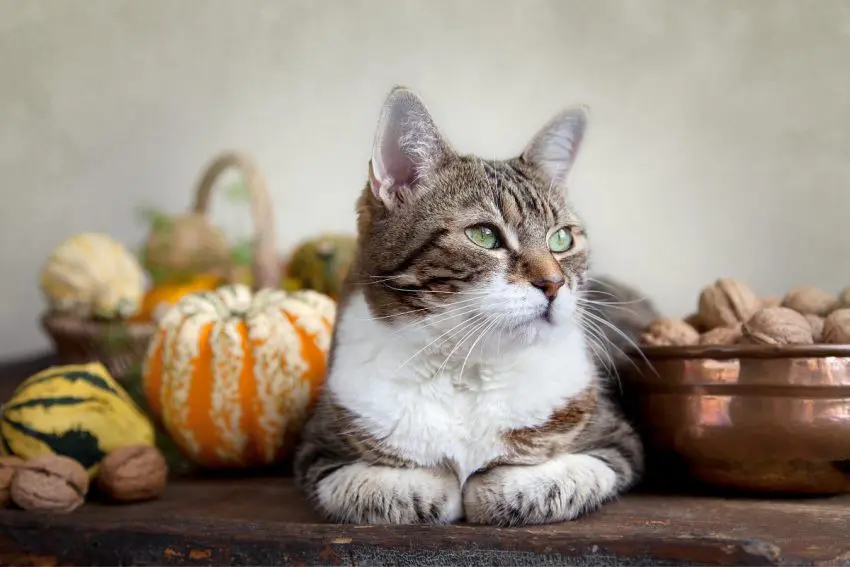 Looking for some great cat Thanksgiving and Christmas cat treat recipes? We’ve got you covered!  Check out 7 ideas that are perfect for the holidays (or any other time of the year)! 