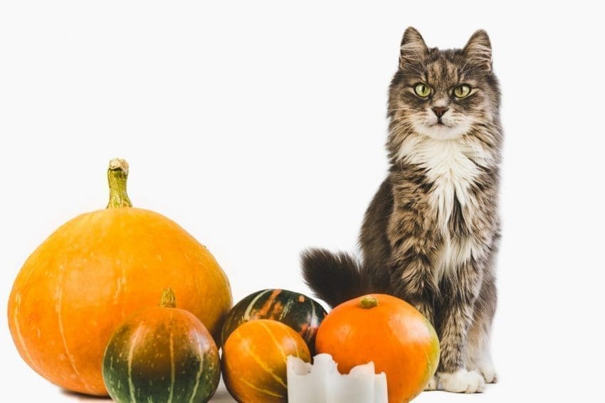 Looking for some great cat Thanksgiving and Christmas cat treat recipes? We’ve got you covered!  Check out 7 ideas that are perfect for the holidays (or any other time of the year)! 