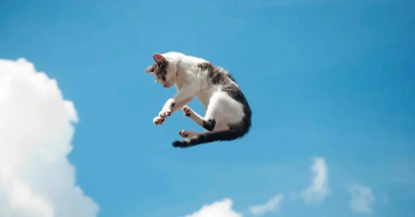 What cat breeds jump the highest? Almost all cats have major leaping skills, but one breed actually breaks records! Find out which!