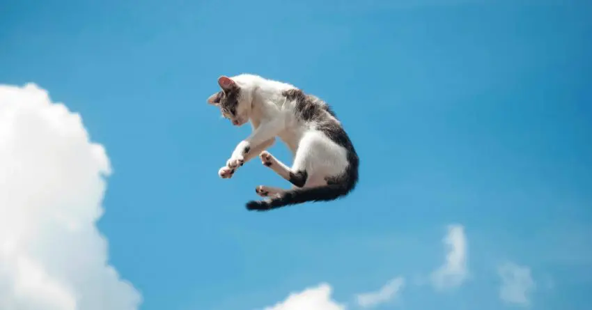 How High Can Cats Jump? Exploring Feline Agility