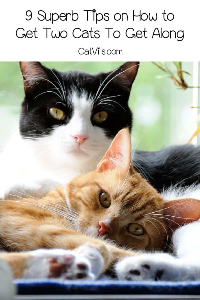 Are you scratching your head over how to get two cats to get along? Read on for 9 superb tips that will bring harmony to your multi-cat home!