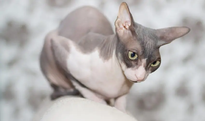 Donskoy Cat russian breed