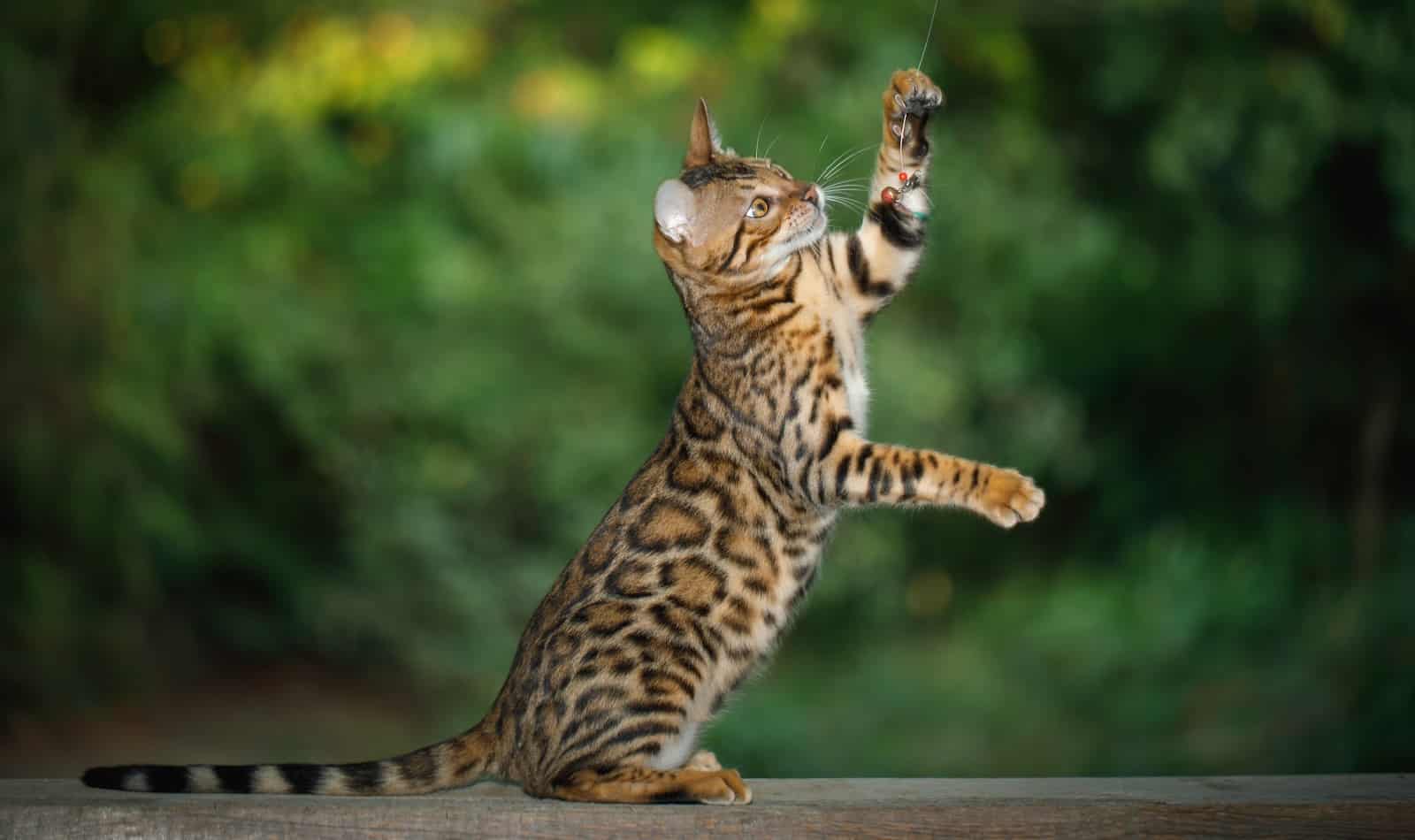 cat standing on hind legs