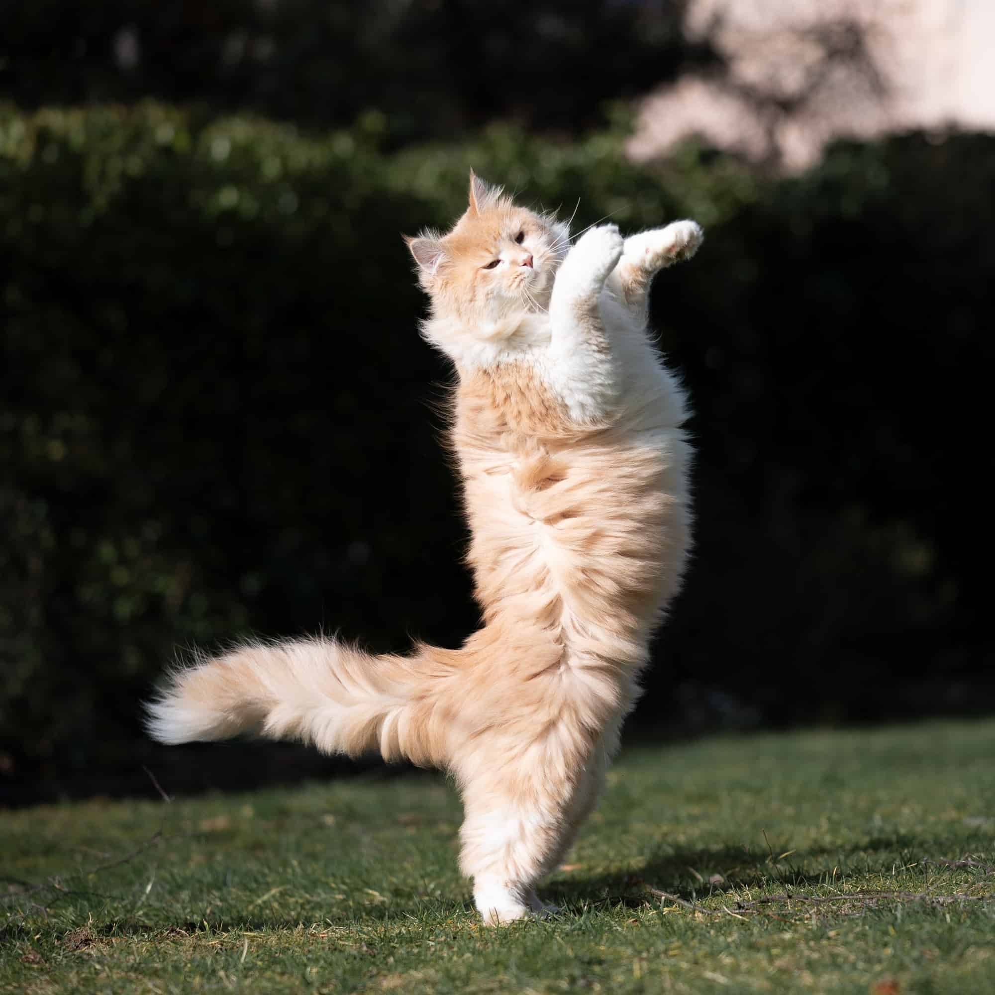 How do I train my cat to stand on his hind legs? We're going to answer that! Read on and teach your kitty this neat trick!