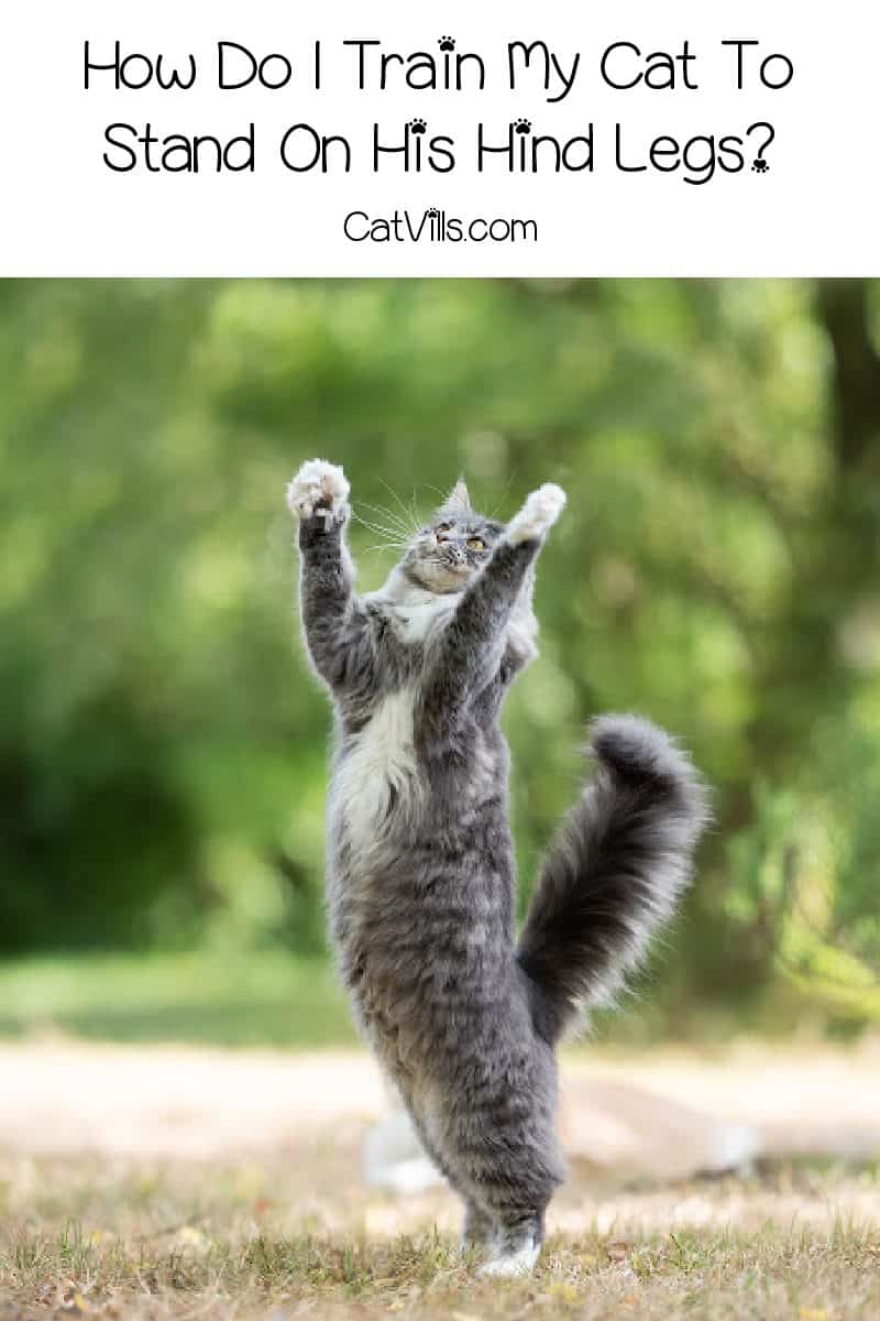 How do I train my cat to stand on his hind legs? We're going to answer that! Read on and teach your kitty this neat trick!