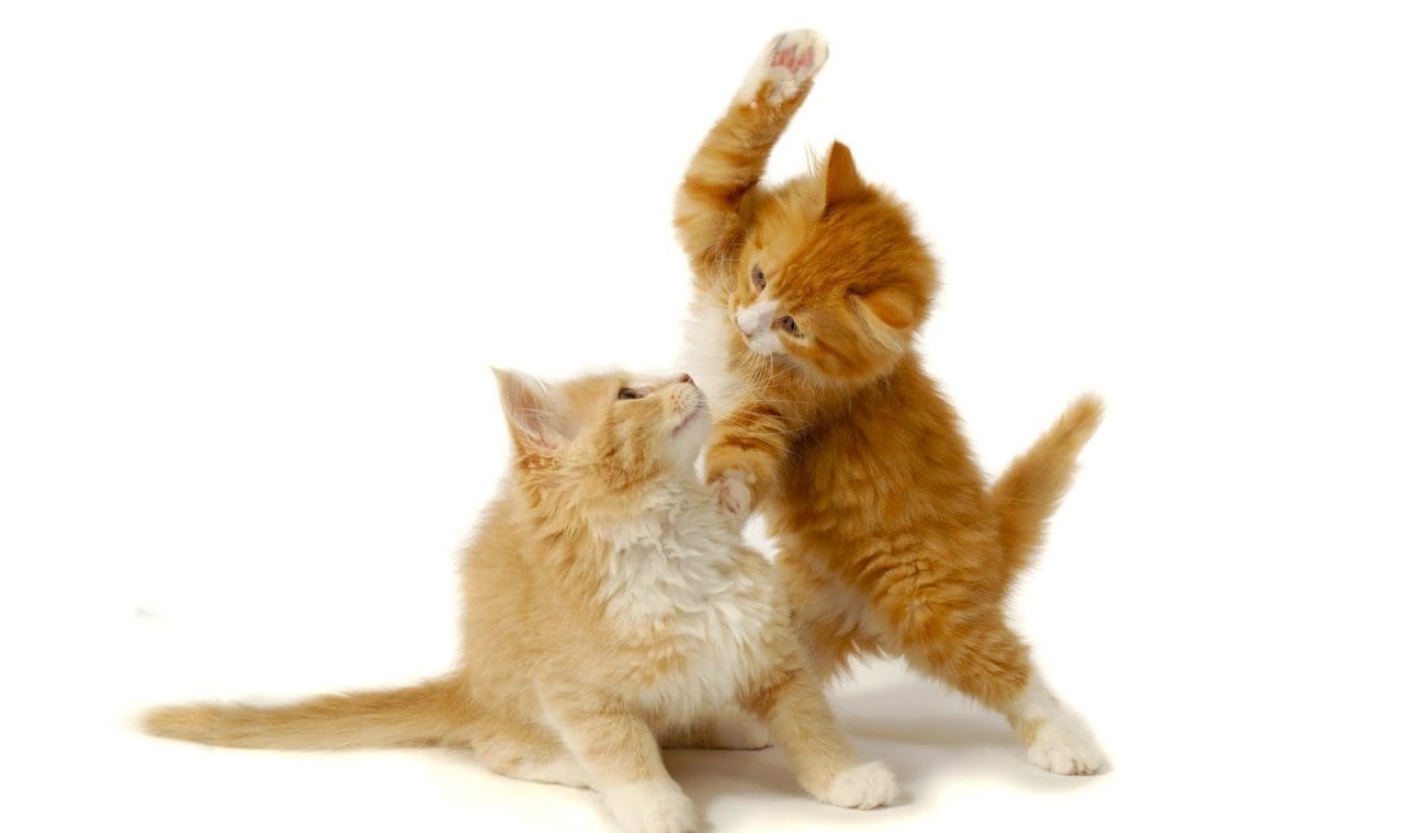 9 Superb Tips on How To Get Cats To Get Along