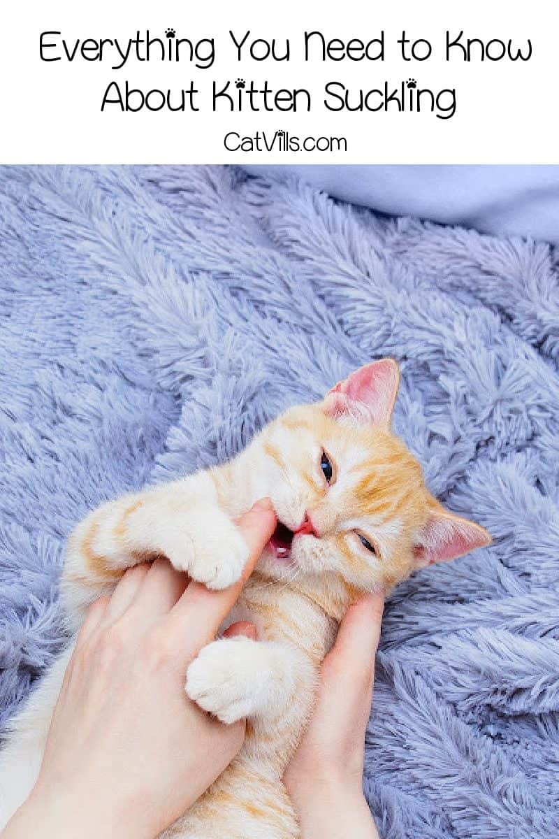 Kitten suckling is a normal behavior in the early stages of kitten life. However, it can be a problem if it becomes obsessive. Read on to learn the difference.