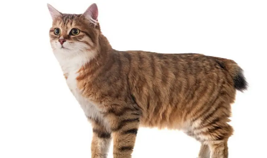 Kurilian Bobtail russian cat breed