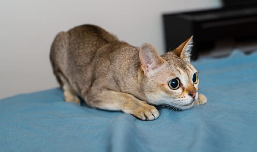 Are you madly in love with cat breeds with big eyes? Then you'll absolutely swoon over these 8 breeds with ginormous peepers! Check them out!