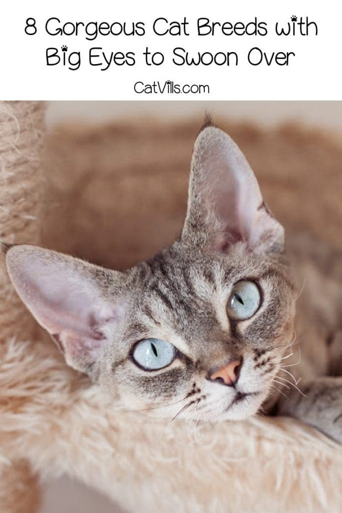 8 Gorgeous Cat Breeds With Big Eyes To Swoon Over Catvills