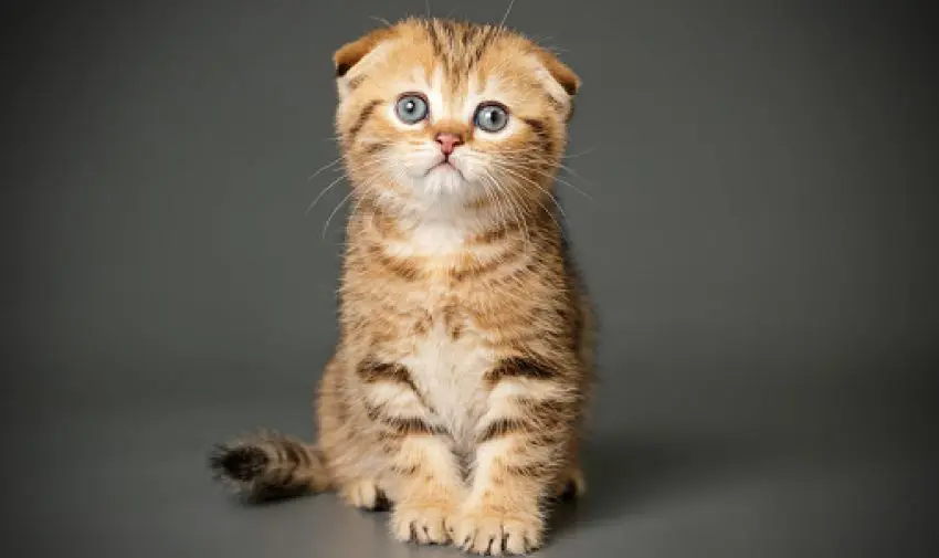 cute cat breeds