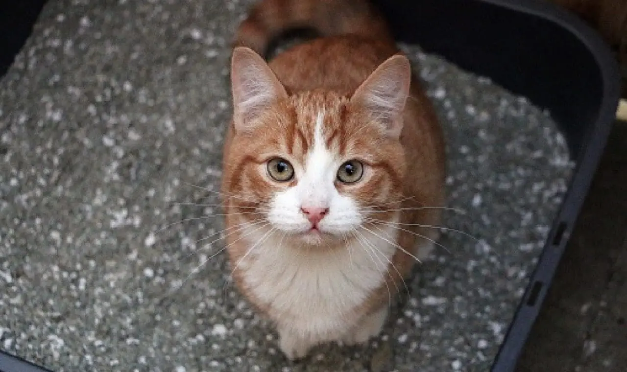 Get Rid of Fleas in Litter Box 6 Proven Ways