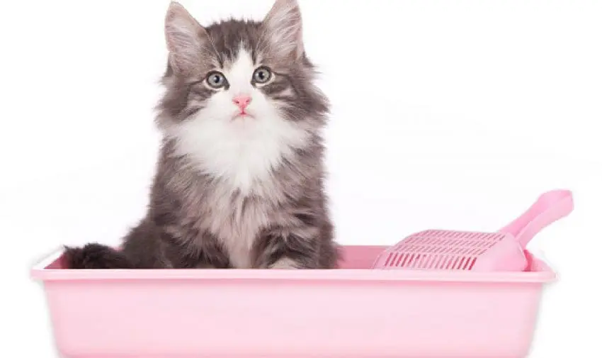 Are there any good cat litter alternatives? Why should you even bother looking for one? Find out those answers and more in our complete guide!