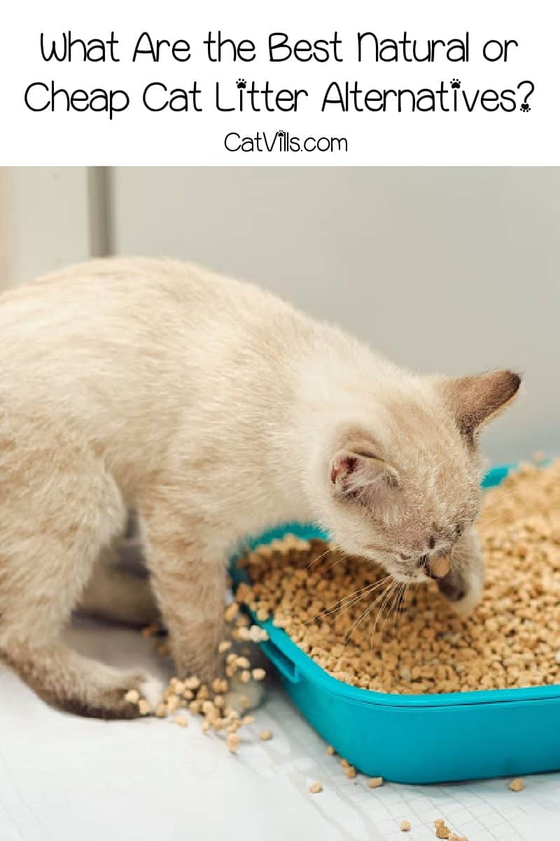 Are there any good cat litter alternatives? Why should you even bother looking for one? Find out those answers and more in our complete guide!