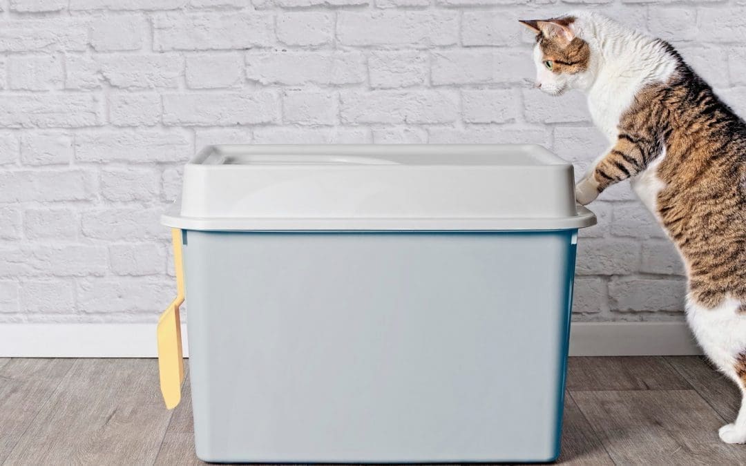 Complete Guide to Cat Litter Box Alternatives (with DIY Tips & Tutorials)