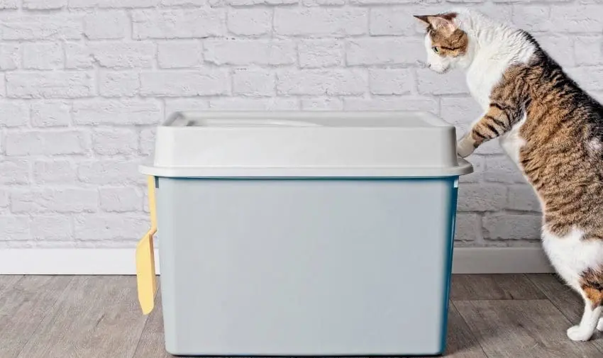 Looking for cat litter box alternatives? We’ve got you covered! Check out our complete guide, including DIY tutorials!