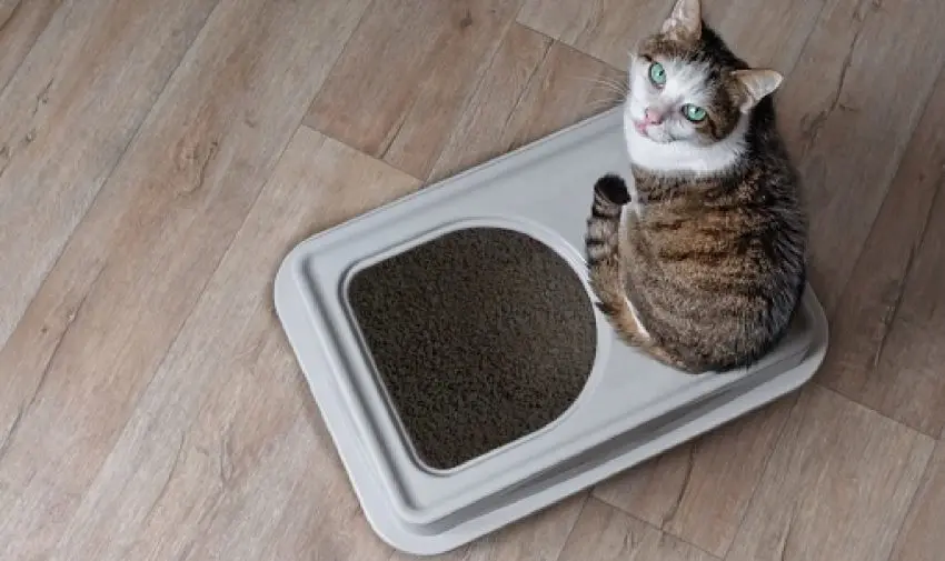 Looking for cat litter box alternatives? We’ve got you covered! Check out our complete guide, including DIY tutorials!