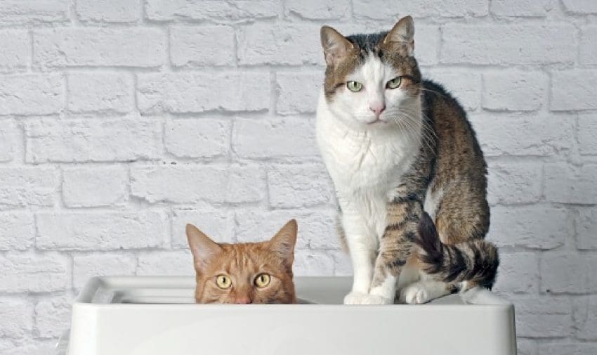 We’re sharing literally everything you need to know about cat litter boxes- from the best picks for the box itself to what to put in it. Check it out!