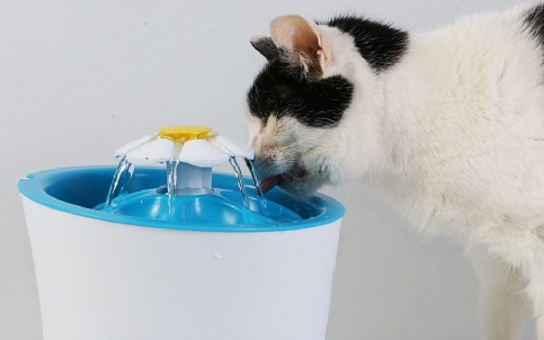 Everything You Need to Know About Cat Water Fountains