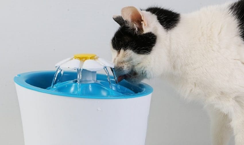 If you’re considering getting a cat water fountain, you need to check out our guide first! We’ll go over everything you need to know!