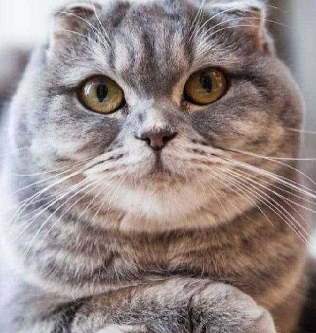 5 STUNNING CAT BREEDS WITH SHORT EARS STORY