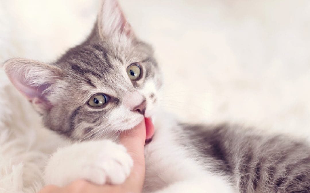 Kitten Suckling: Things to Know About This Quirky Behavior