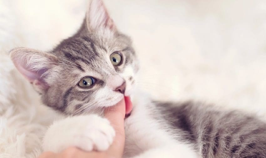 Kitten suckling is a normal behavior in the early stages of kitten life. However, it can be a problem if it becomes obsessive. Read on to learn the difference.