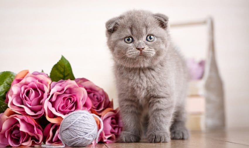 Looking for some cute names for Scottish fold cats? Wait until you see what I came up with! Check out 100 ideas, with 50 each for boy and girl kittens.