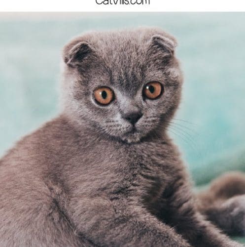 Looking for some cute names for Scottish fold cats? Wait until you see what I came up with! Check out 100 ideas, with 50 each for boy and girl kittens.