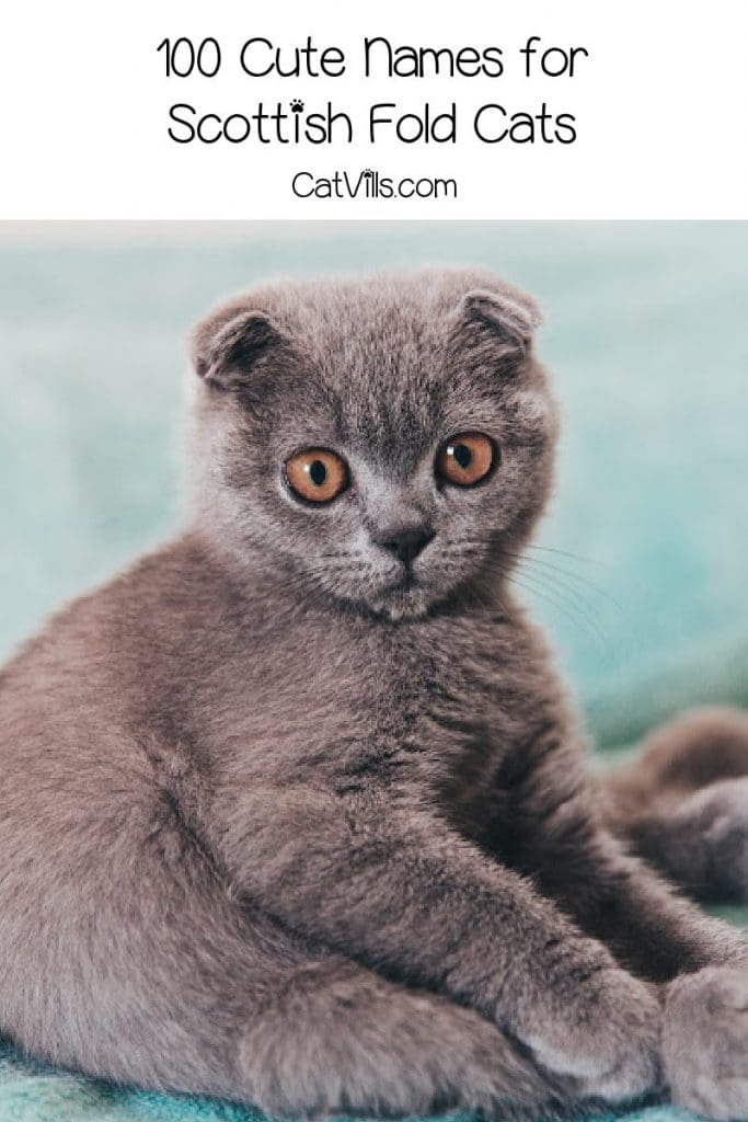 Looking for some cute names for Scottish fold cats? Wait until you see what I came up with! Check out 100 ideas, with 50 each for boy and girl kittens.