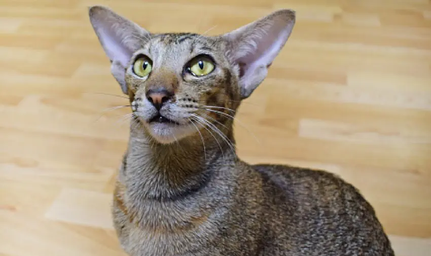 The Peterbald cat breed 