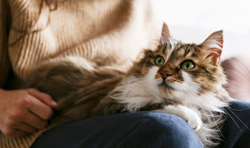 Are you madly in love with cat breeds with big eyes? Then you'll absolutely swoon over these 8 breeds with ginormous peepers! Check them out!