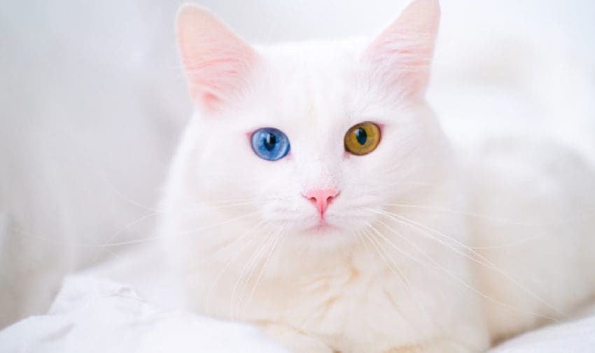 different color-eyed white Russian cat suitable for white kitten name