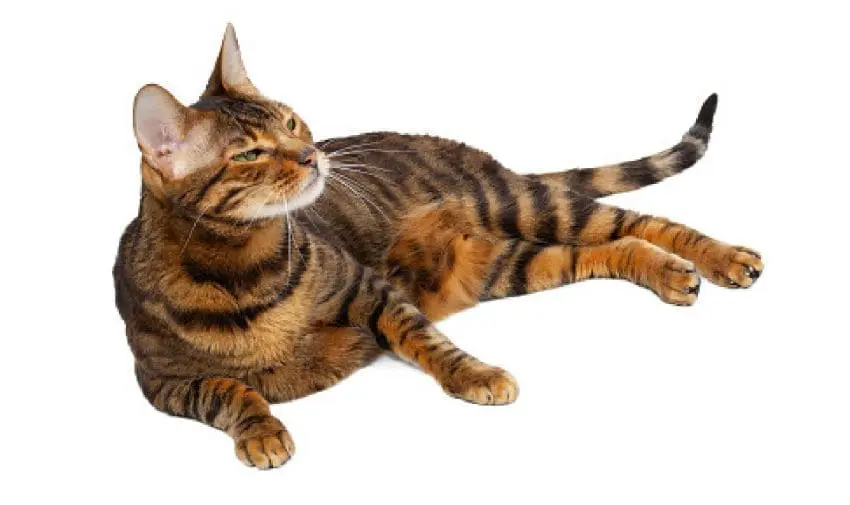 Are you looking for cute cat breeds with short ears to brighten your day? Then you'll love these 7 adorable kitties! Check them out!