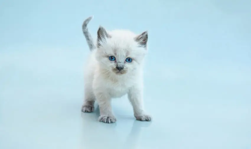 Cute Balinese kitten playing on a gray backgroun