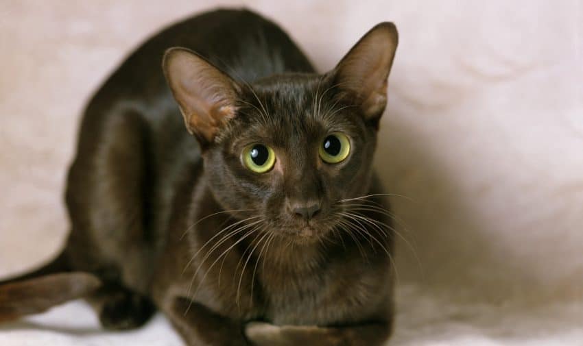 The Havana Brown cat is an almost black cat breed with green eyes. 